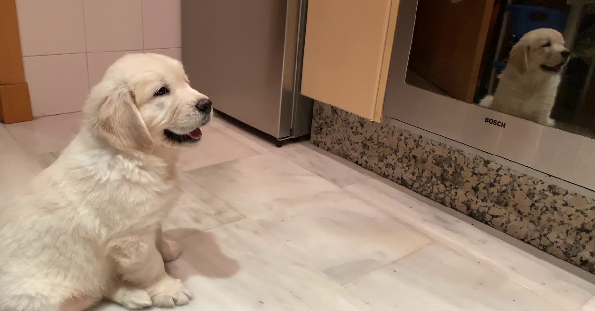 Un cucciolo di Golden Retriever si spaventa del proprio riflesso (VIDEO)