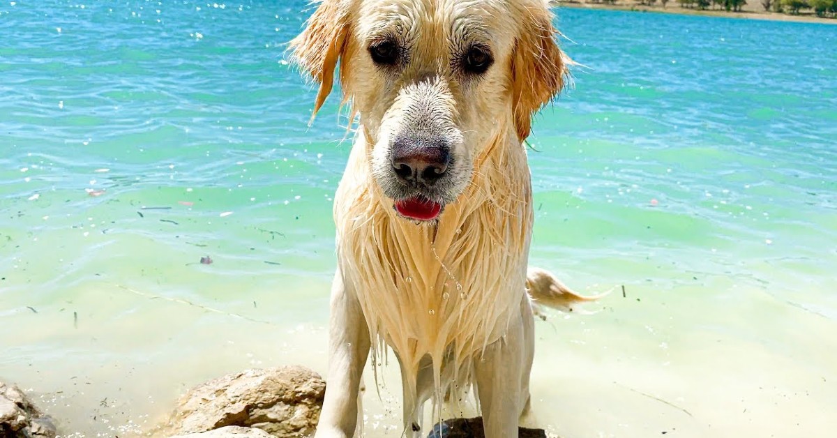 Un cucciolo di Golden Retriever va al lago per la prima volta (VIDEO)