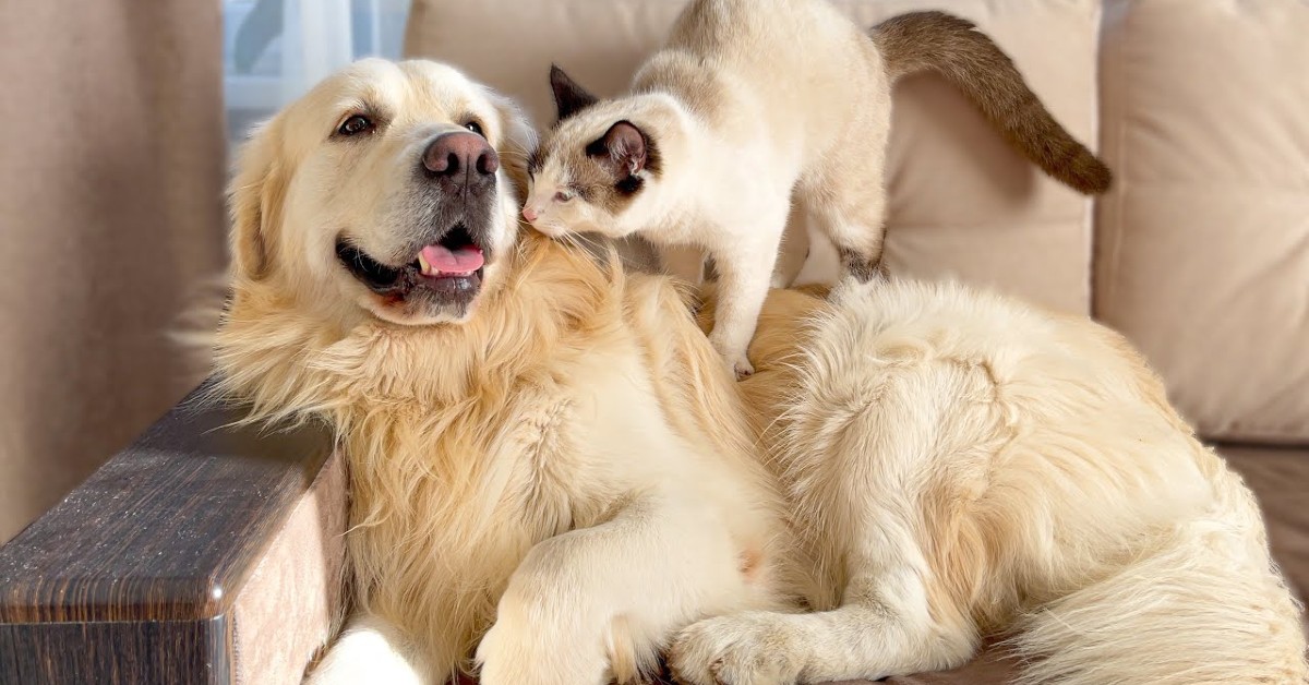 Un cucciolo di Golden Retriever viene disturbato dal fratello gatto (VIDEO)