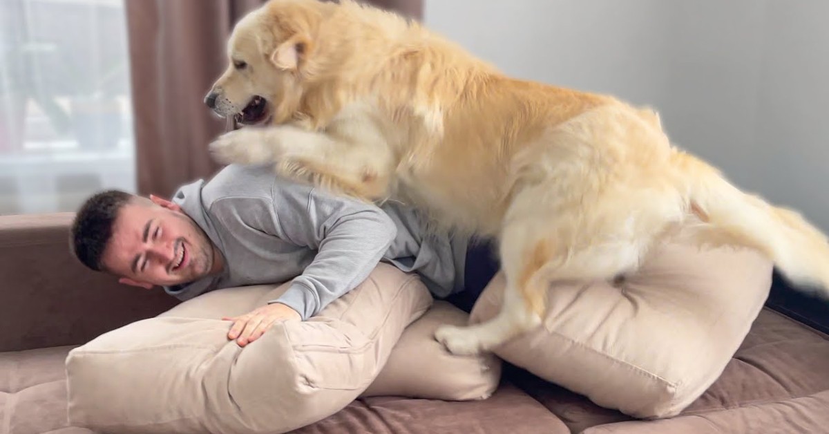 Un cucciolo di Golden Retriever vuole sempre giocare con il suo padrone (VIDEO)