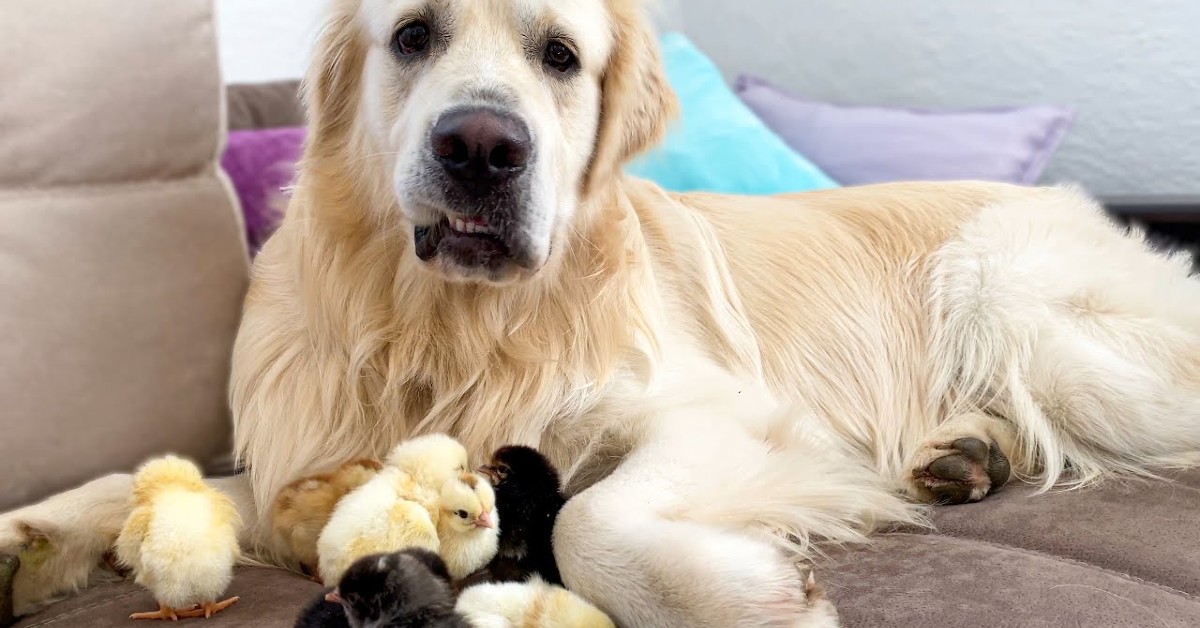 Un cucciolo di Golden Retriever ha cura dei suoi dolci pulcini (VIDEO)