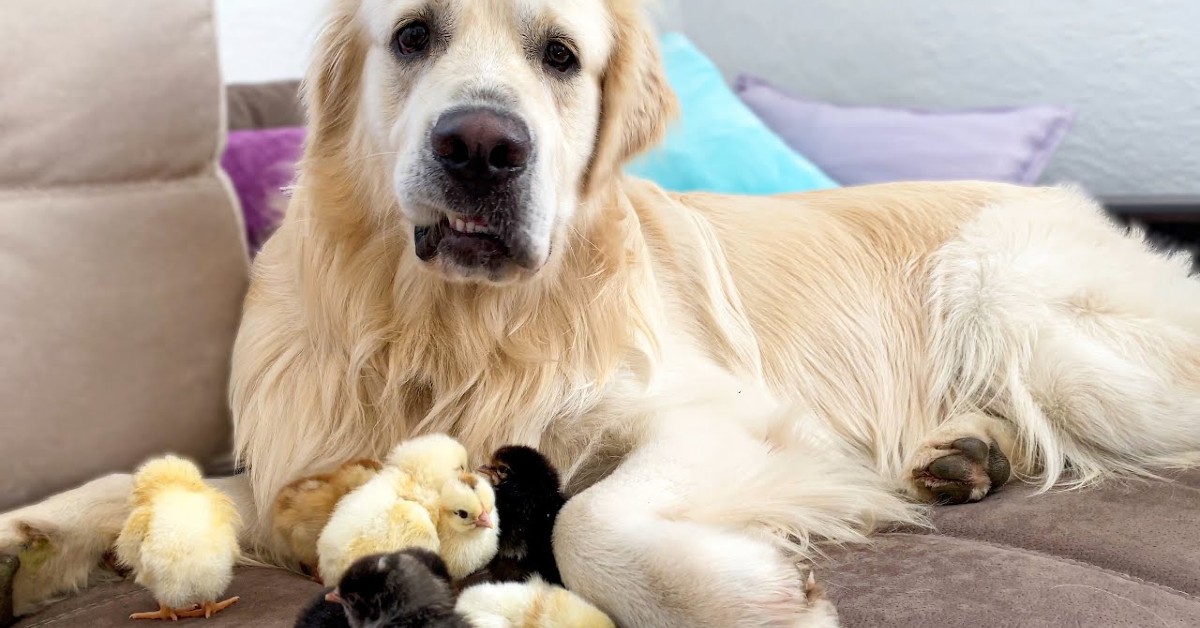 Un cucciolo di Golden Retriever ha cura dei suoi dolci pulcini (VIDEO)