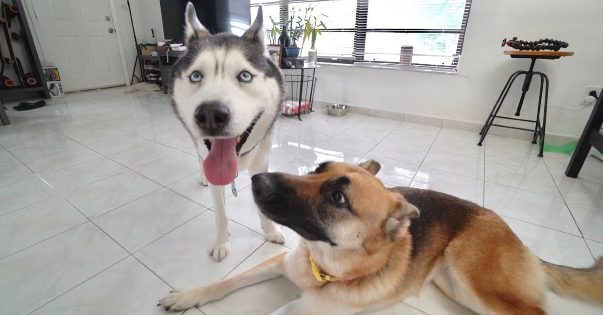 Il cucciolo di Husky Gohan incontra per la prima volta un Pastore tedesco (VIDEO)