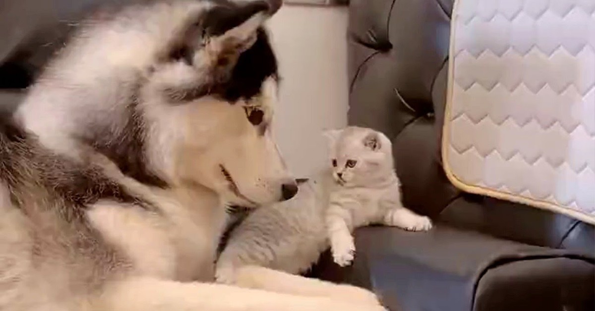 Un cucciolo di Husky gioca con un gattino, il suo piccolo fratellino (VIDEO)