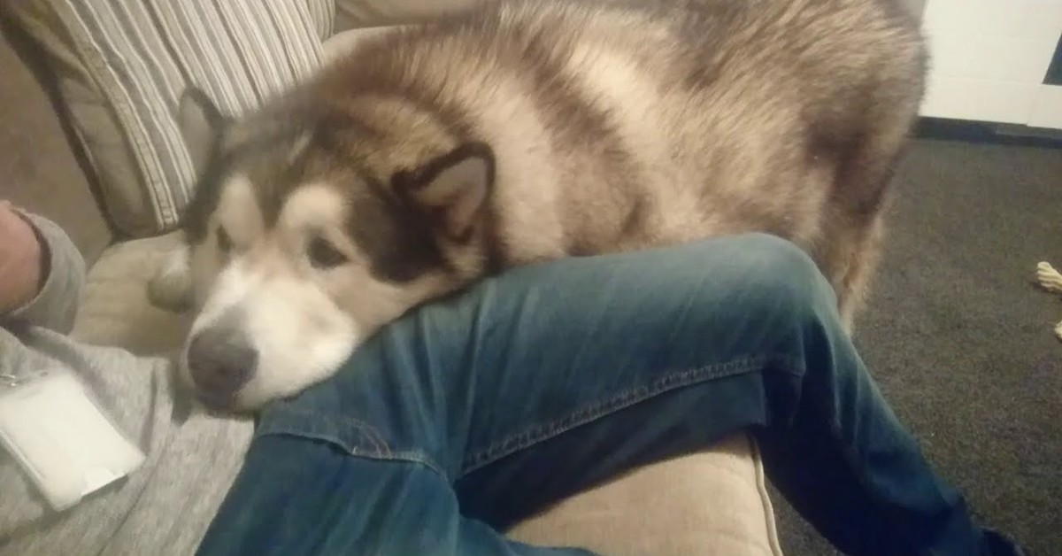 Phil cucciolo di Husky ha molta fame ed è insistente con i padroni (VIDEO)