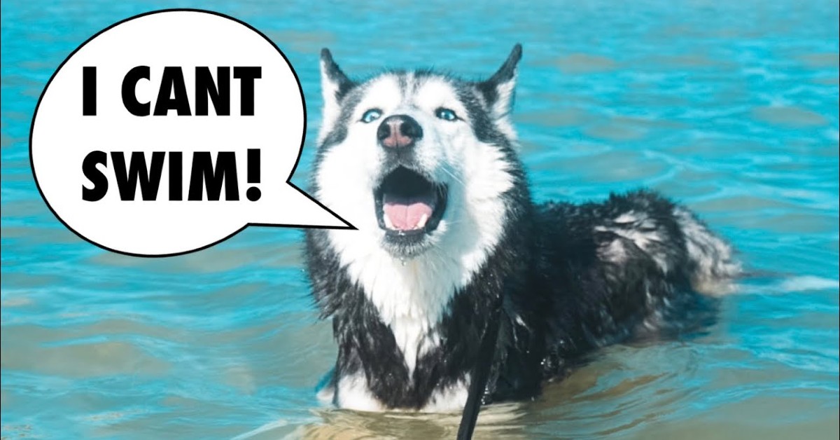Un cucciolo di Husky impara a nuotare con i padroni nell’oceano (VIDEO)