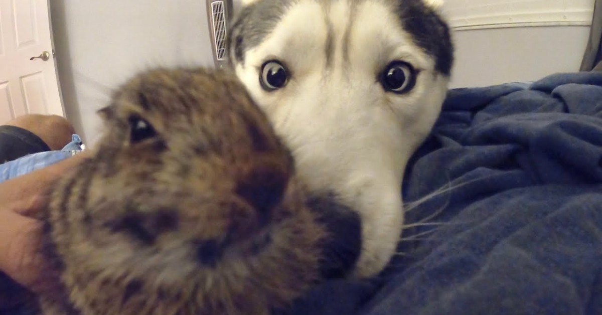 Un cucciolo di Husky incontra un coniglio per la prima volta (VIDEO)