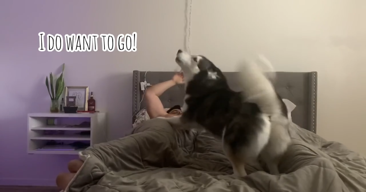 Un cucciolo di Husky sveglia i padroni ogni giorno in questo modo (VIDEO)