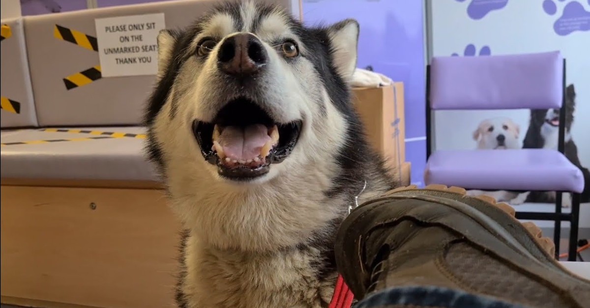 Un cucciolo di Husky va dal veterinario per il controllo del peso (VIDEO)