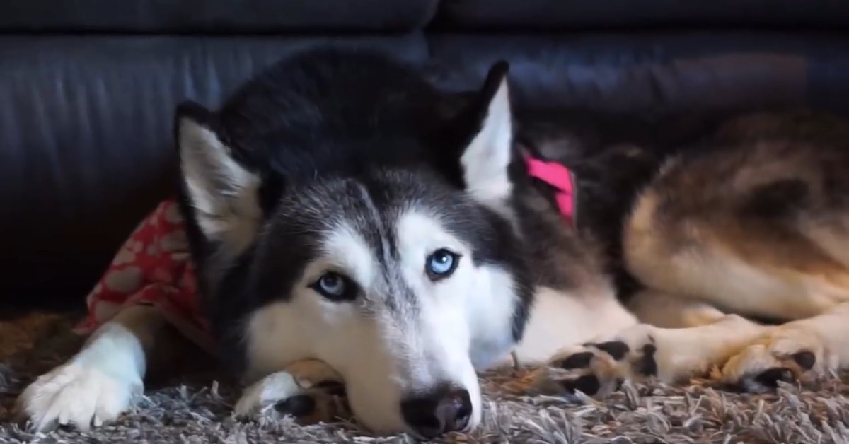 Un cucciolo di Husky vede la neve per la prima volta e si emoziona (VIDEO)