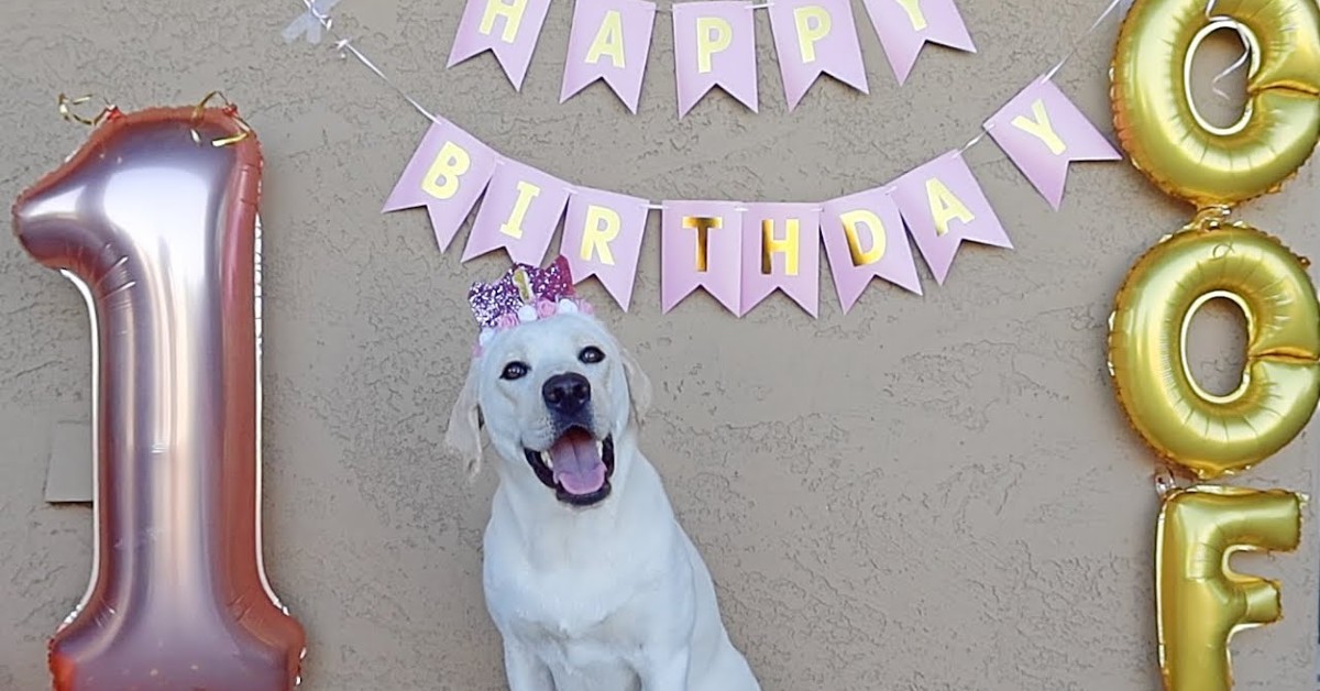 Lucy, cucciolo di Labrador fa il compleanno e festeggia in modo dolcissimo (VIDEO)