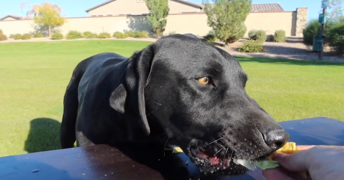 Un cucciolo di Labrador mangia un burrito per la prima volta e gli piace moltissimo (VIDEO)