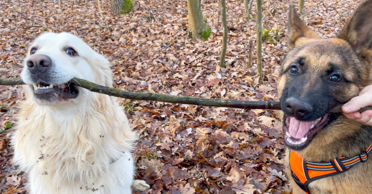 Un cucciolo di Pastore tedesco e cucciolo di Golden Retriever corrono nel bosco (VIDEO)