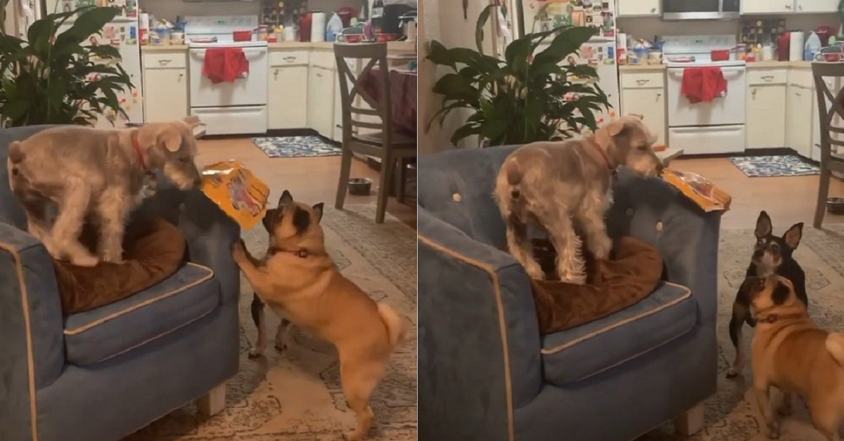 Il cucciolo di Schnauzer goloso conquista un pacco di croccantini (VIDEO)