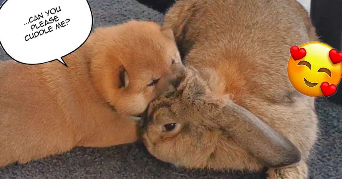 Un cucciolo di Shiba Inu adora un coniglio dolcissimo con cui vive (VIDEO)