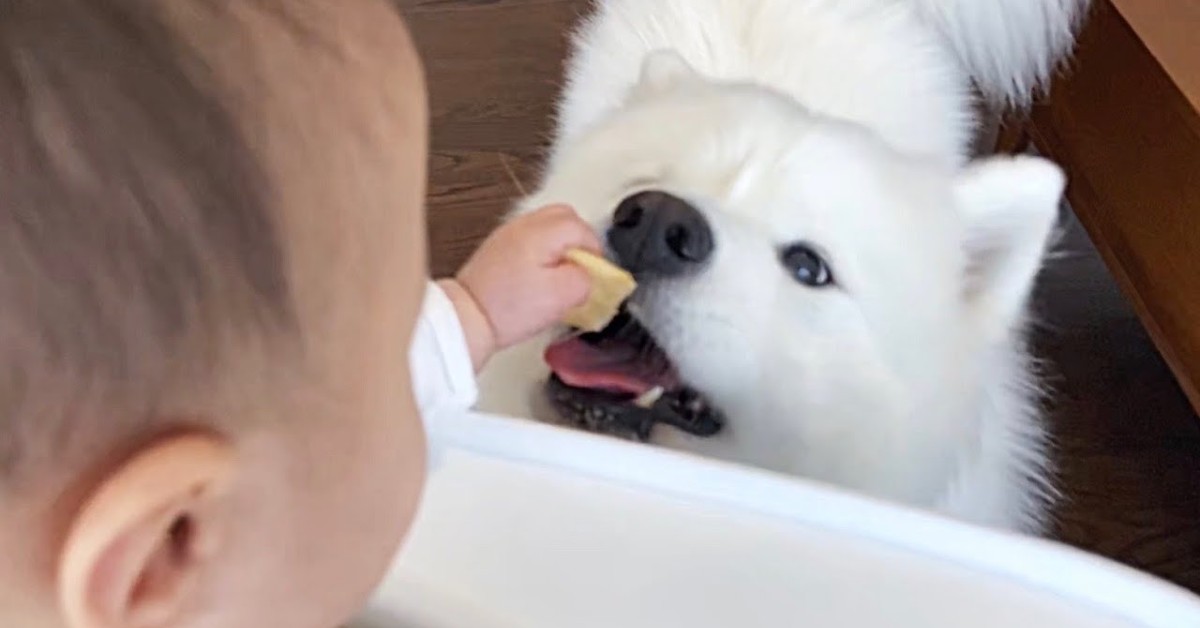 Un cucciolo di Volpino è innamorato del suo fratellino umano (VIDEO)