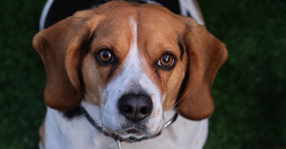 Il cucciolo di beagle usa l’orecchio per non far entrare la luce mentre schiaccia un pisolino (VIDEO)