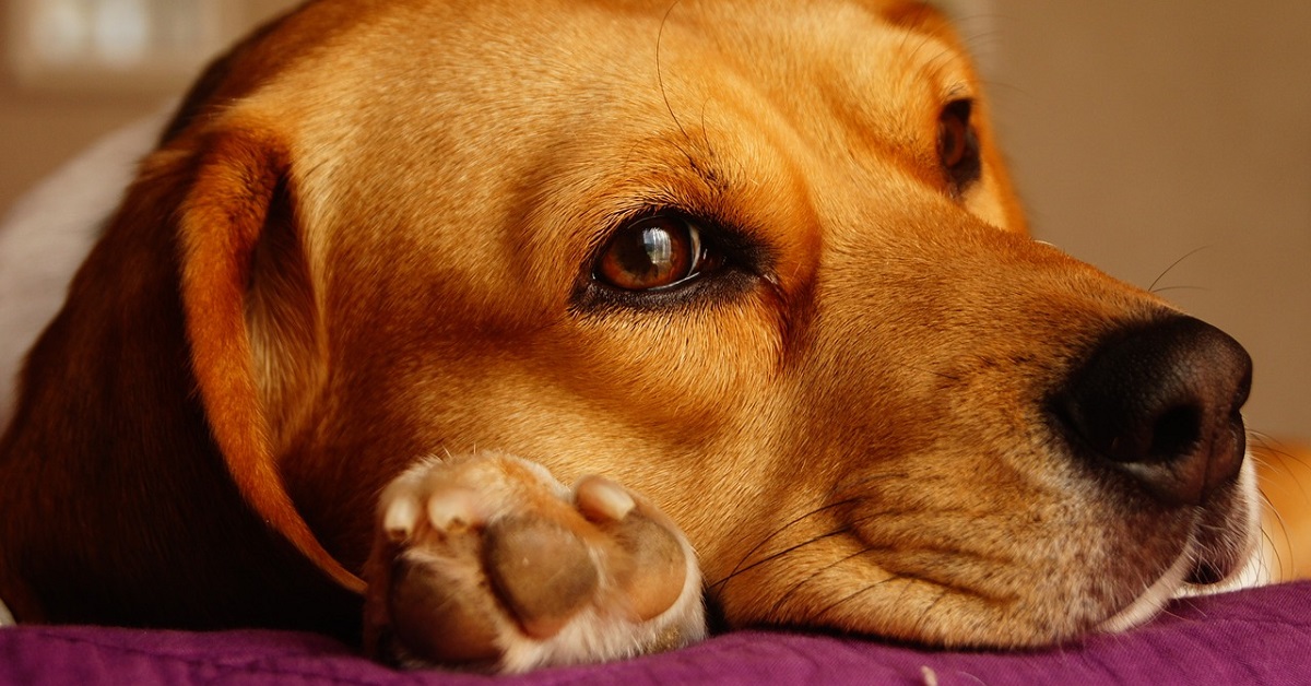 cucciolo di beagle