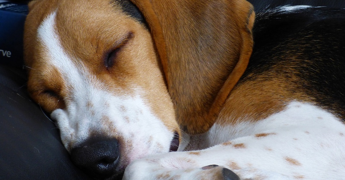 cucciolo di beagle