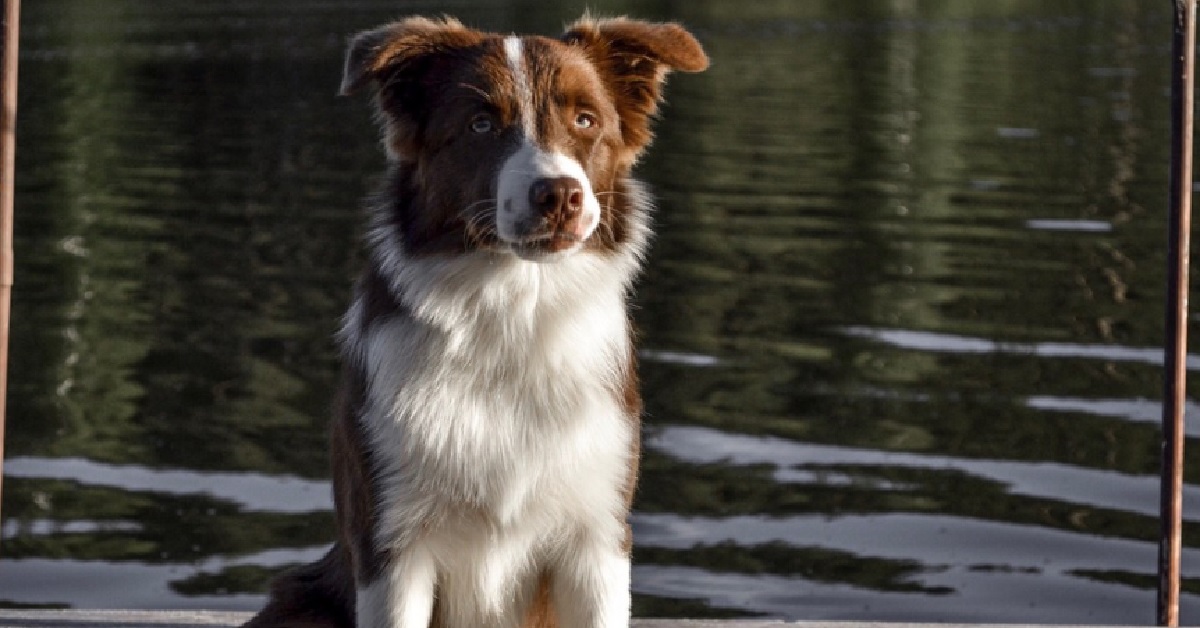 Cucciolo di Border Collie si spaventa guardando la TV, il video è travolgente