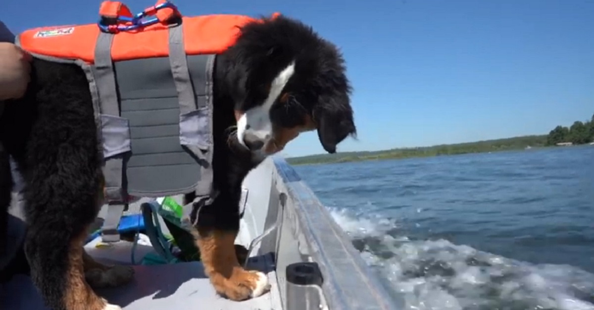 Cucciolo di bovaro del bernese in barca con il giubotto di salvataggio