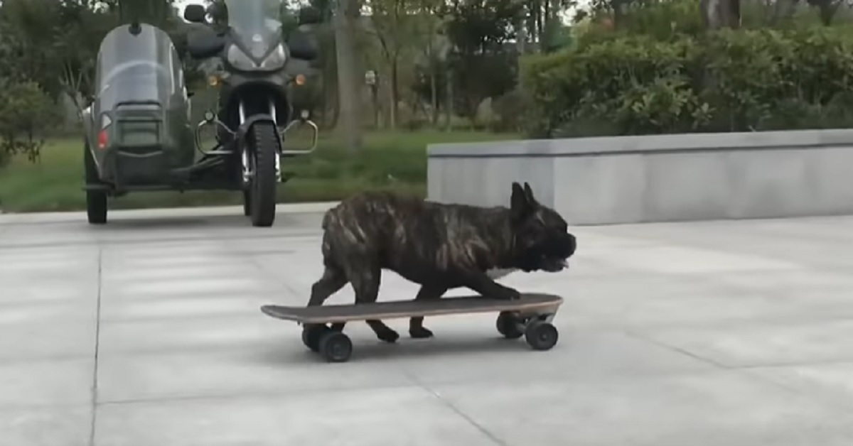Cucciolo di Bulldog Francese sfreccia sullo skateboard, le sue abilità in video incantano la rete