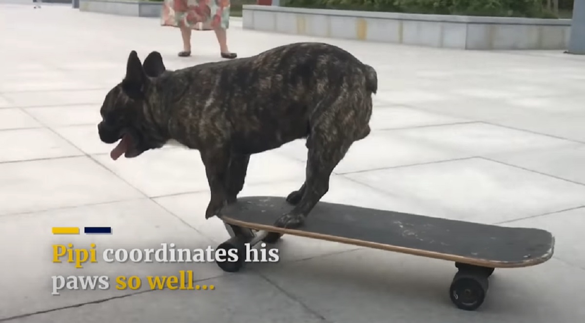 cagnolino skate abile