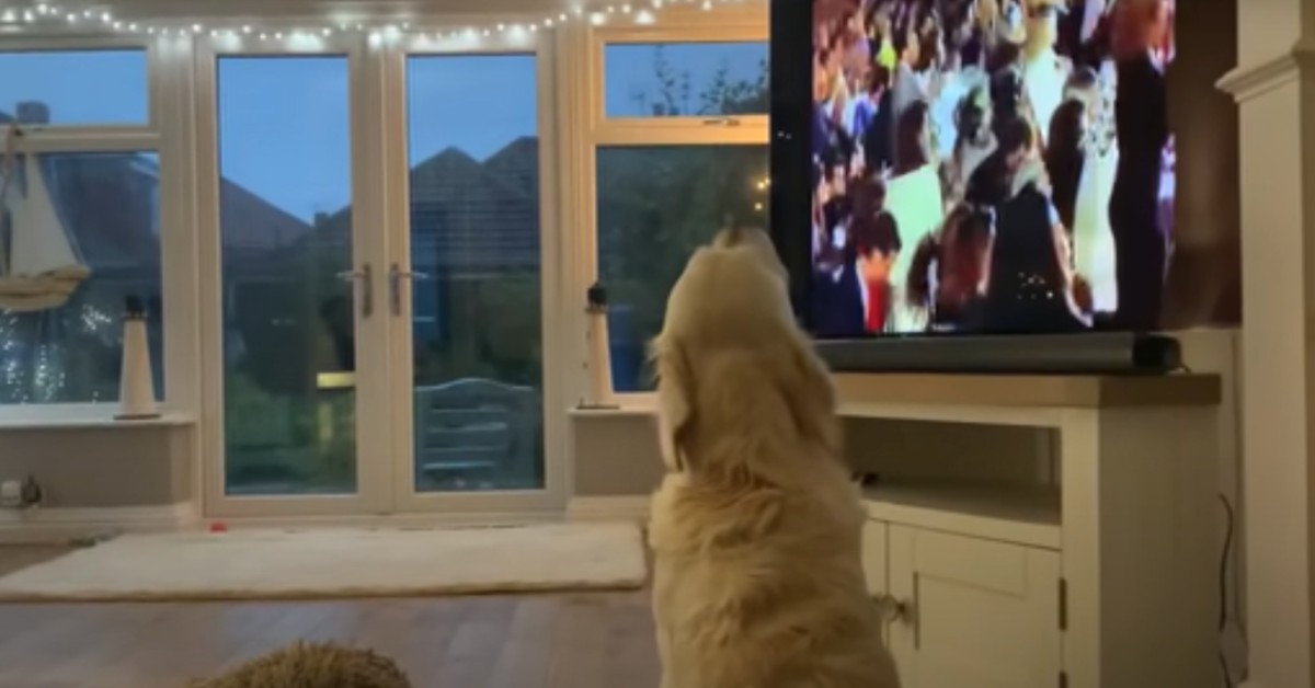 Il cucciolo di cane Hugo canta con la voce del tenore Pavarotti (VIDEO)