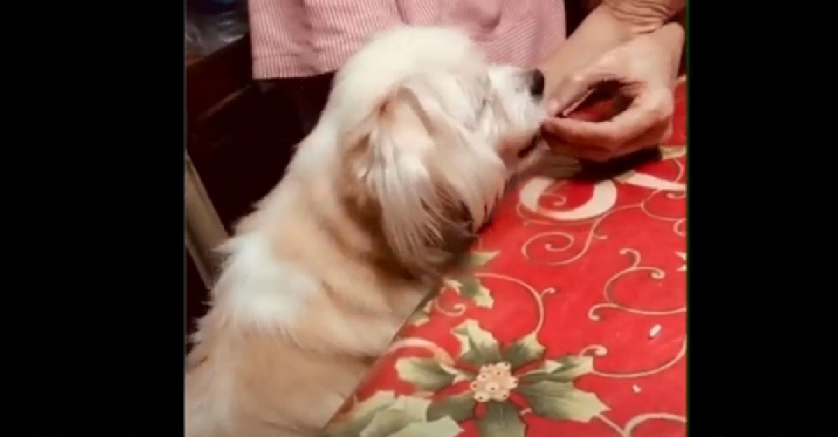 cucciolo di cane che fa colazione con la mamma 