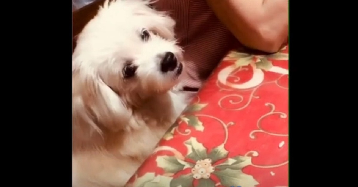 cucciolo di cane che fa colazione con la mamma 