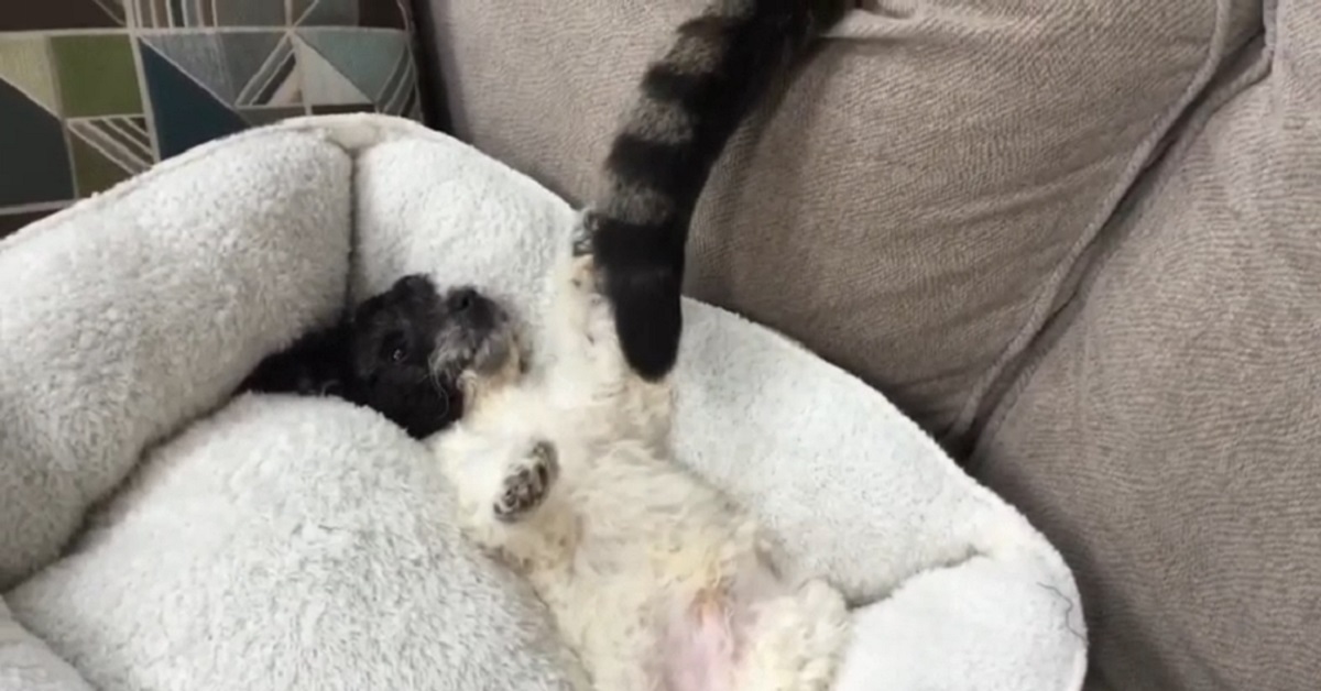 Il tenero cucciolo di cane gioca con la coda del gatto (VIDEO)