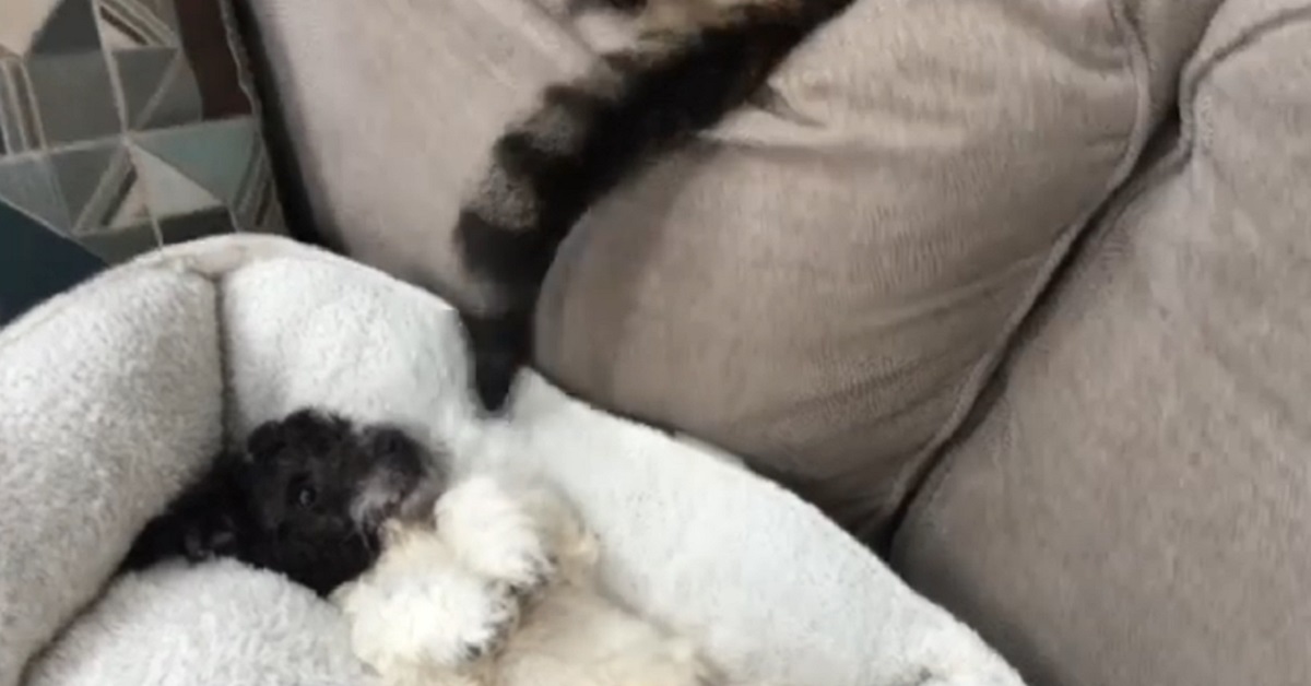 cucciolo di cane gioca con la coda del gatto