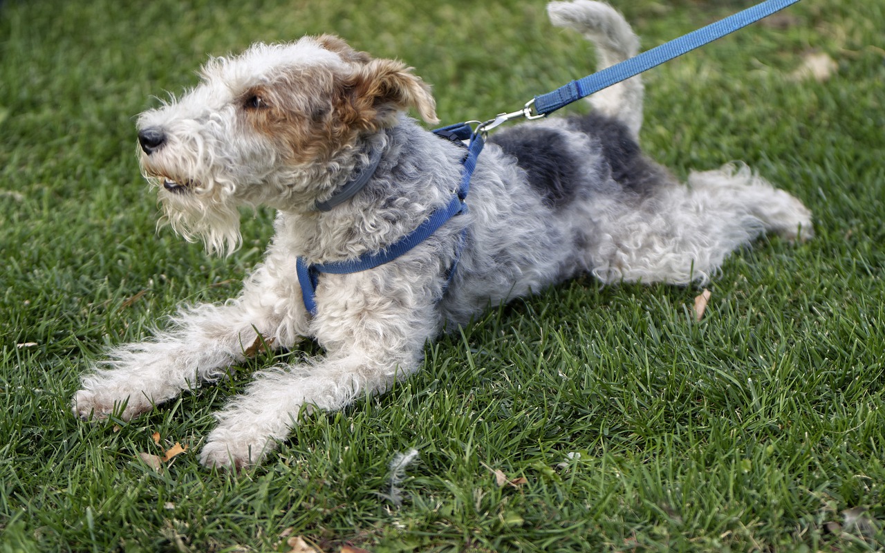 cane non cammina per collare