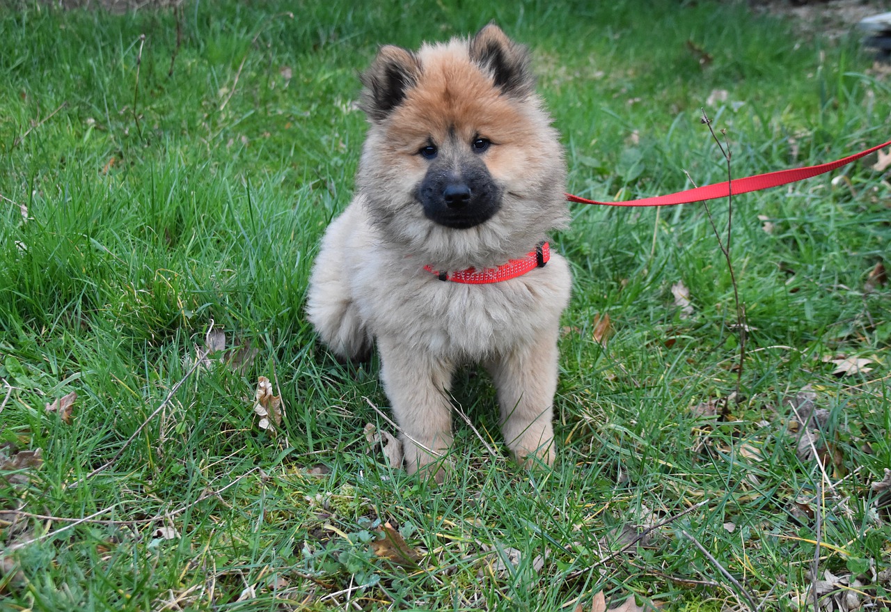 cane espressione dolce