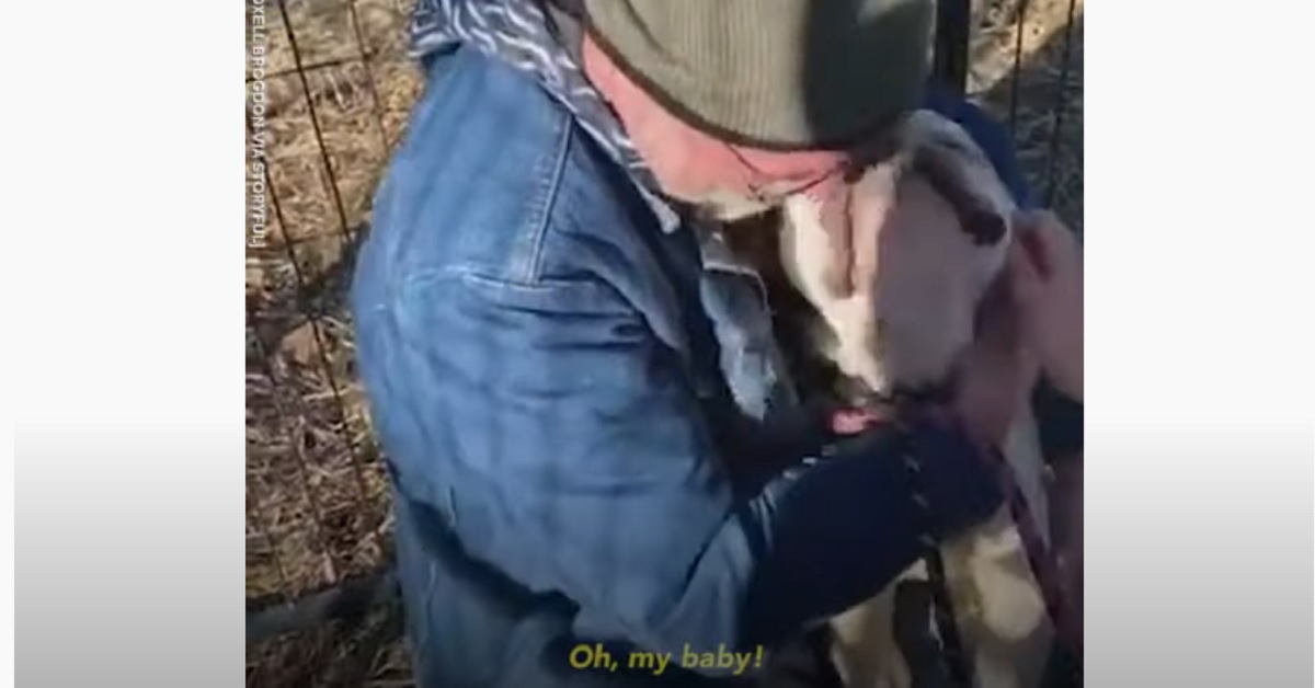 cucciolo di cane ritrovato dal padrone