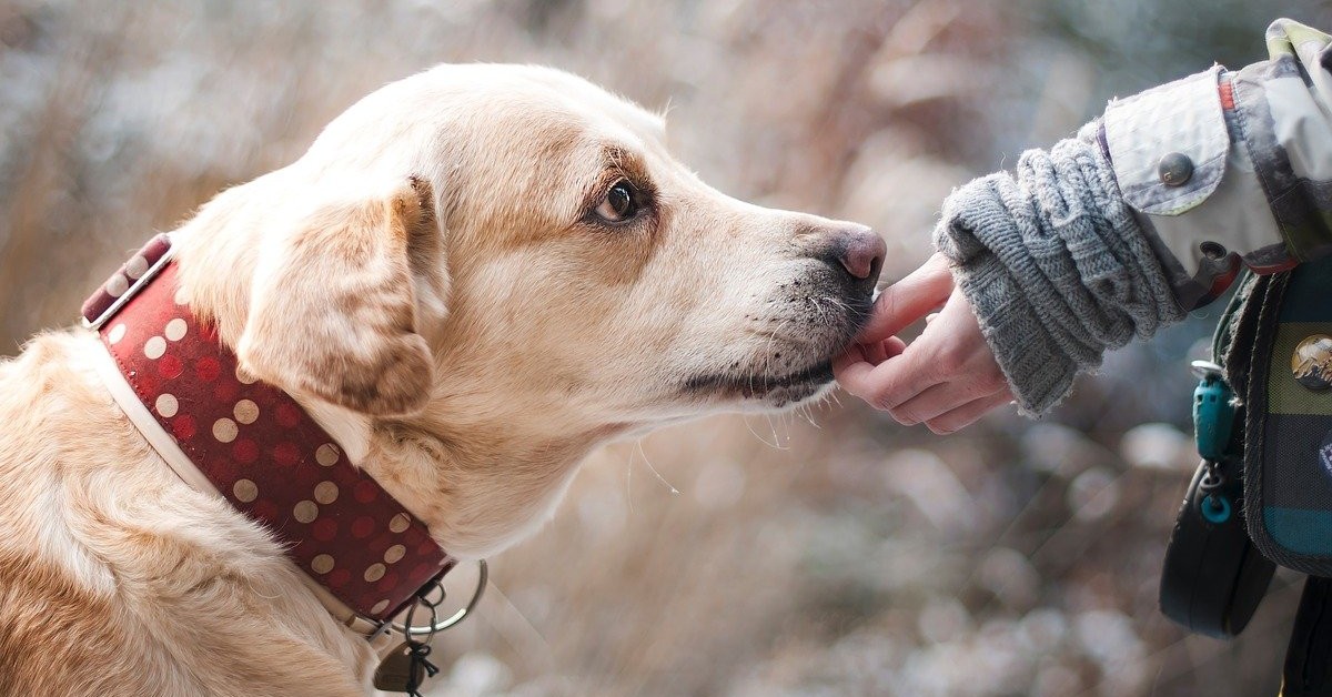 cucciolo di cane ritrovato dal padrone