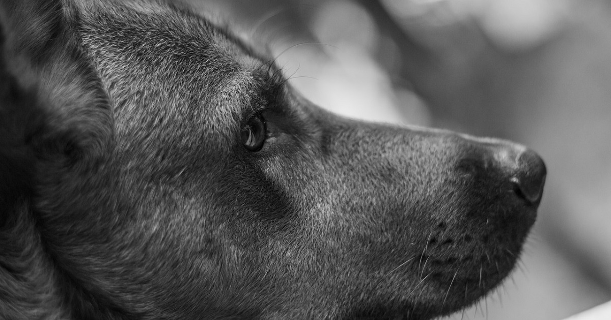 Il cucciolo di cane senza occhi amatissimo dalla sua famiglia (VIDEO)