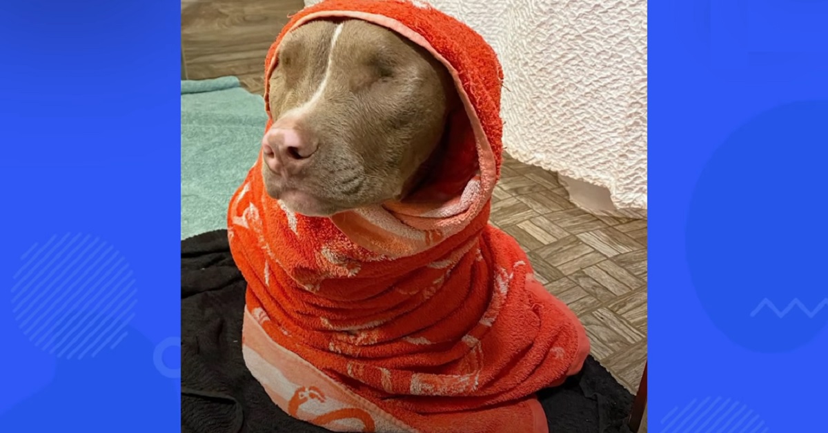 cucciolo di cane senza occhi amatissimo dalla sua famiglia 