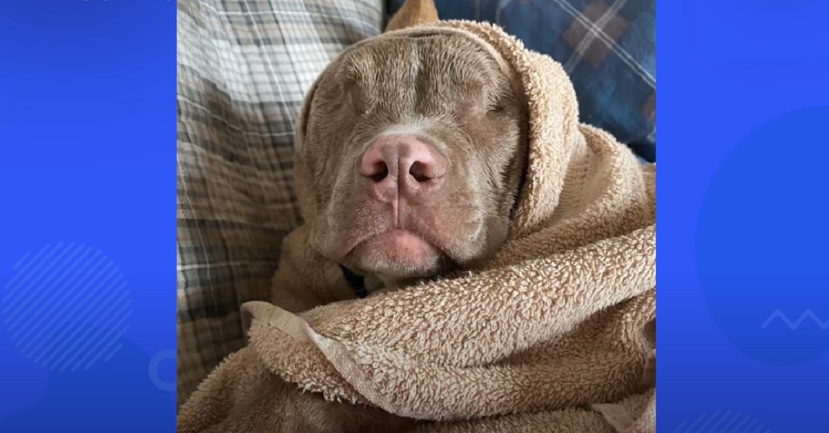 cucciolo di cane senza occhi amatissimo dalla sua famiglia 