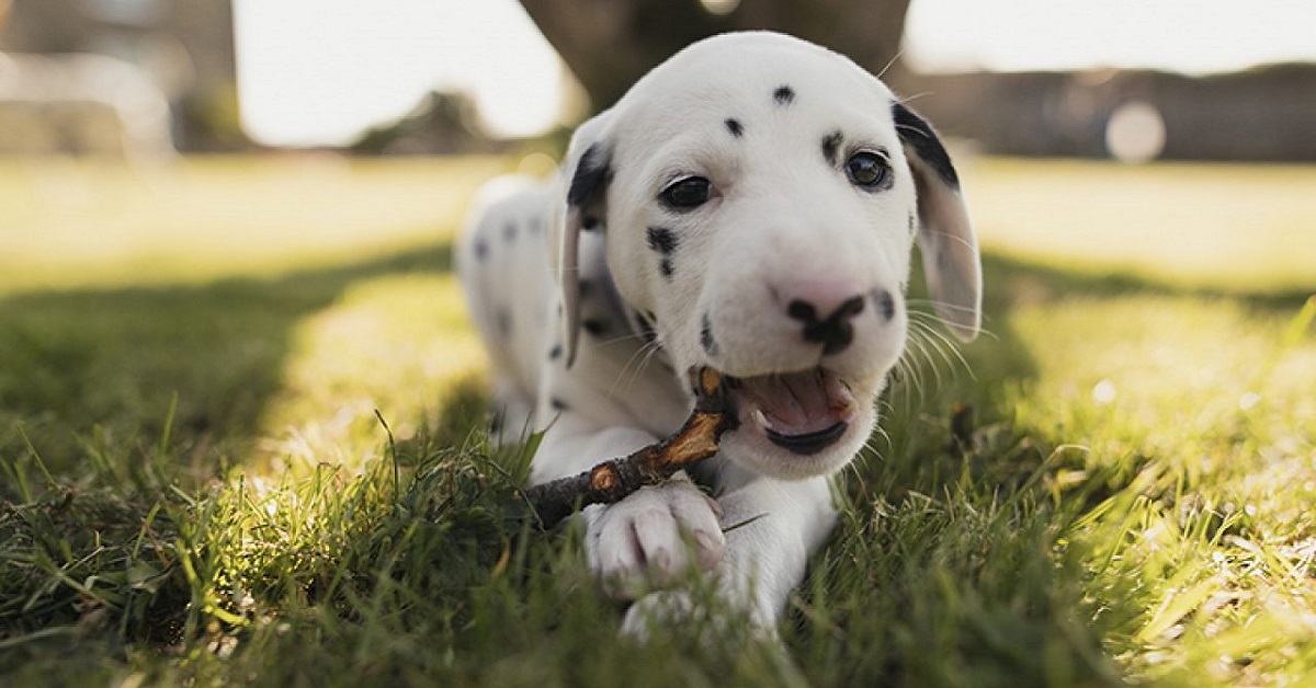 Cucciolo di cane sordo: cure e necessità, che cosa gli serve e come crescerlo