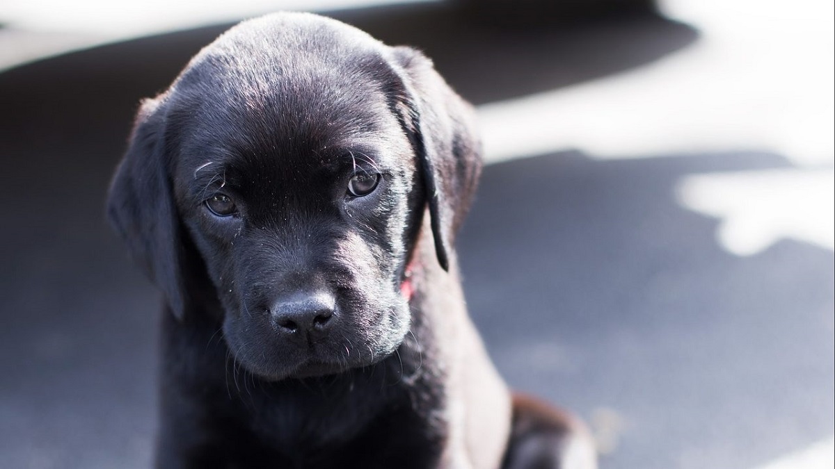 cucciolo di cane nero