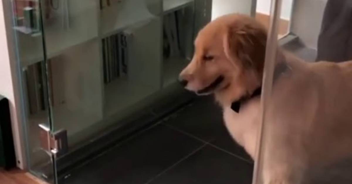 Cucciolo di golden retriever ha paura della porta di vetro, il video è troppo divertente