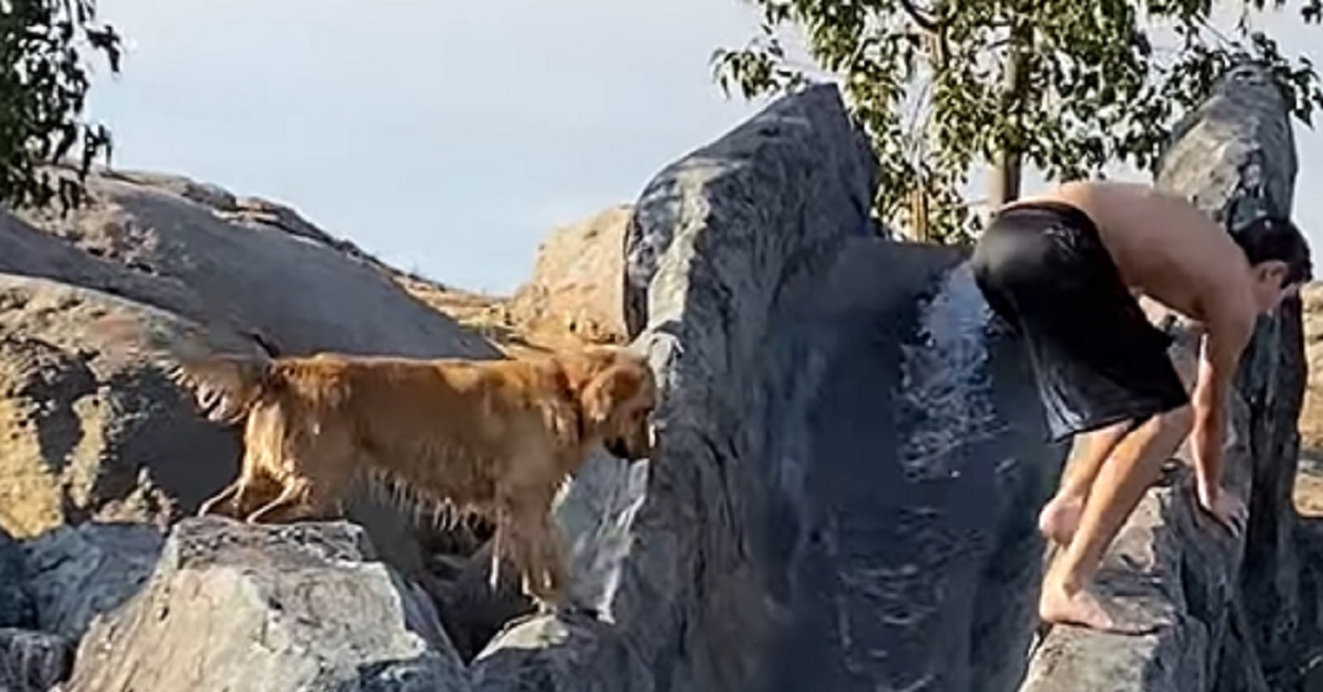 Cucciolo di Golden Retriever deve compiere un salto difficile tra le rocce, nel video però qualcosa va storto