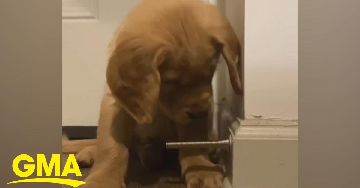 Un cucciolo di Golden Retriever gioca con un fermaporte a molla (VIDEO)