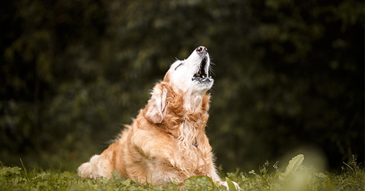 Cucciolo di Golden Retriever imita alla perfezione la sirena dell’ambulanza, il video fa il giro del web