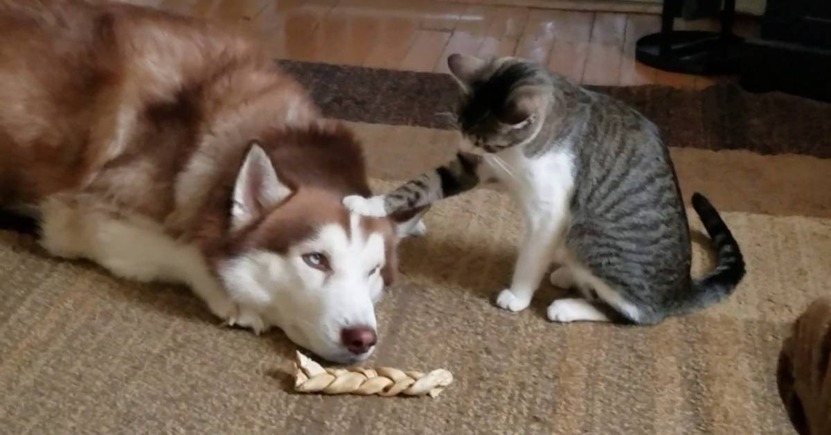 Cucciolo di husky importunato da un gatto dispettoso, il video fa sorridere