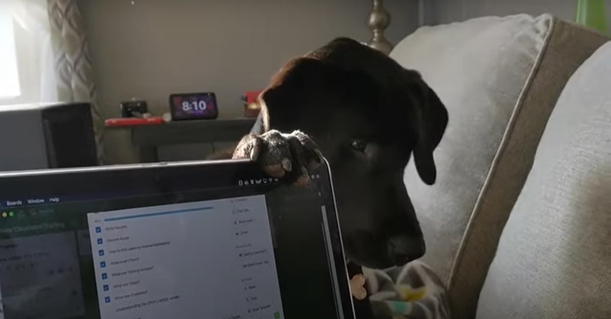Cucciolo di Labrador vuole che mamma smetta di lavorare, il simpatico video mostra l’assurdo metodo