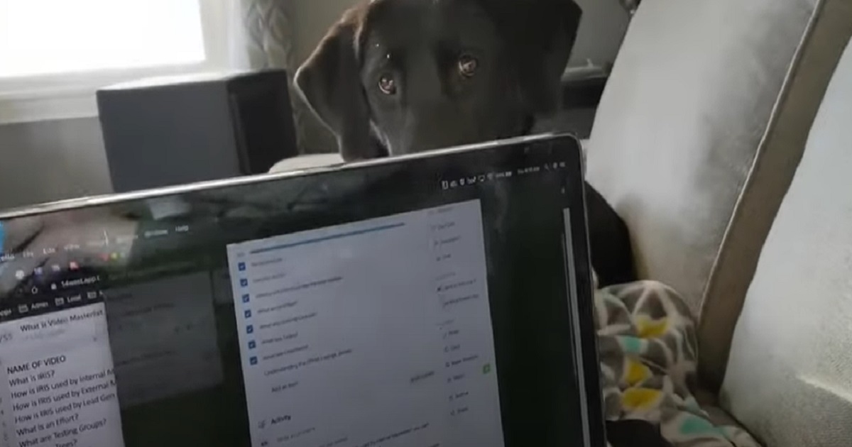cane cucciolo computer