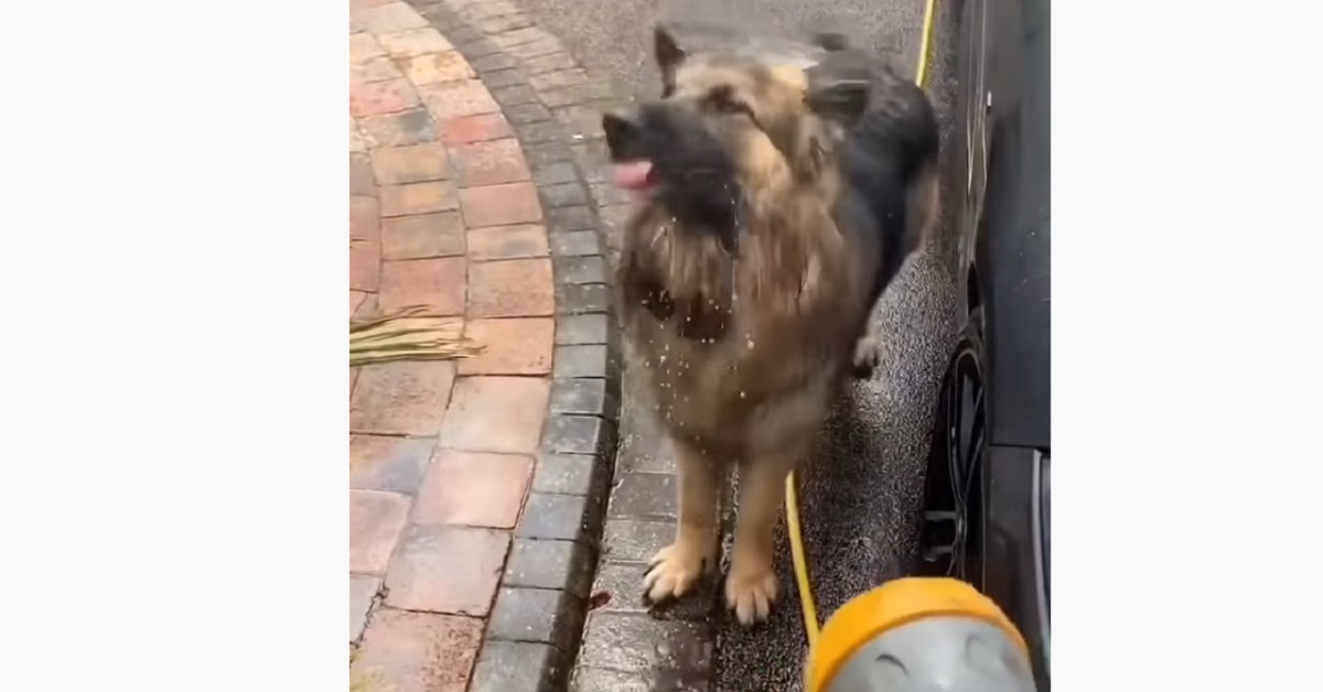 cucciolo di pastore tedesco che adora lavare la macchina con il padrone
