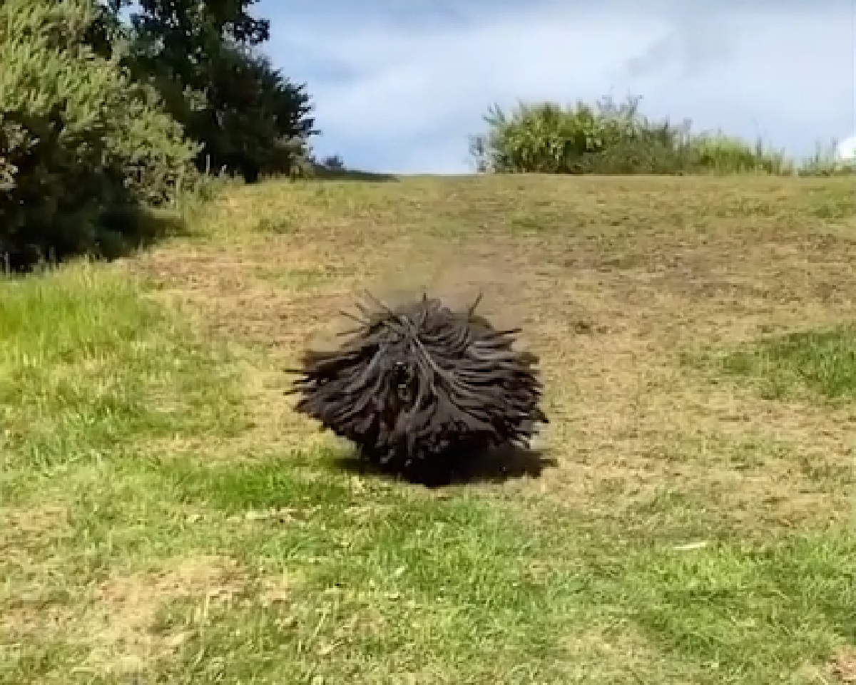 tokay cucciolo puli adora parco